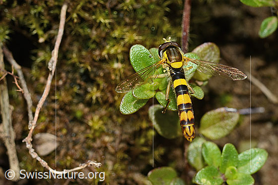 Foto: Gewöhnliche Langbauchschwebfliege (Sphaerophoria scripta). Länge 9 - 12mm. Männchen. Flügel geöffnet. Ansicht von oben.