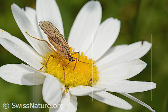 Foto: Empis digramma (Tanzfliege) auf Gewöhnlicher Wiesen-Margerite (Leucanthemum vulgare). Länge 5 - 7mm. Weibchen. Wird auch Xanthempis digramma genannt. Ansicht von schräg vorne.