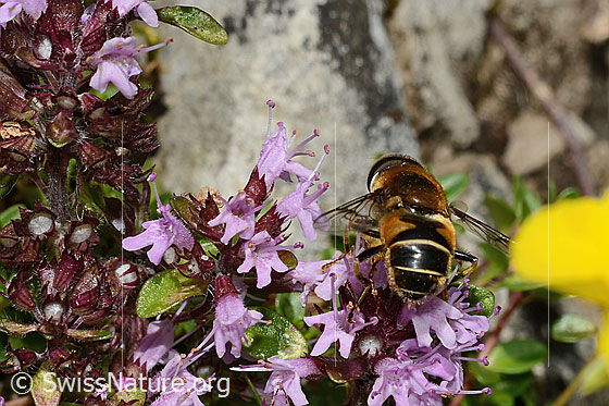 Foto: Glänzende Keilfleckschwebfliege (Eristalis rupium) auf Vielhaarigem Thymian (Thymus praecox ssp. polytrichus). Länge 9 - 13mm. Männchen. Ansicht von hinten.