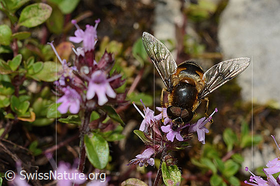 Foto: Glänzende Keilfleckschwebfliege (Eristalis rupium) auf Vielhaarigem Thymian (Thymus praecox ssp. polytrichus). Länge 9 - 13mm. Männchen. Ansicht von vorne oben.