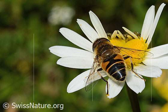 Photo: Eristalis pertinax on Leucanthemum vulgare. Length 11 - 16mm. Male. View from top rear.