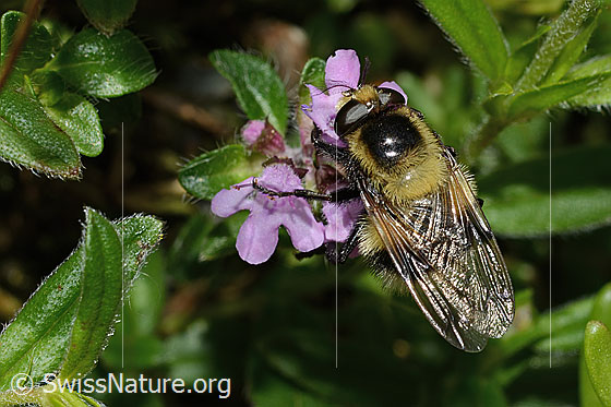 Foto: Hummel-Waldschwebfliege (Volucella bombylans var. plumata) auf Vielhaarigem Thymian (Thymus praecox ssp. polytrichus). Länge 11 - 15mm. Weibchen. Ansicht von oben.