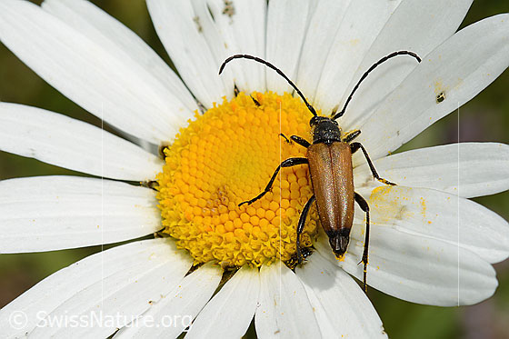Foto: Schwarzspitziger Halsbock (Stictoleptura fulva) auf Gewöhnlicher Wiesen-Margerite (Leucanthemum vulgare). Länge 10 - 15mm. Wird auch Leptura fulva genannt. Ansicht von vorne oben.