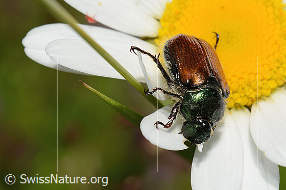Foto: Gartenlaubkäfer (Phyllopertha horticola) auf Gewöhnlicher Wiesen-Margerite (Leucanthemum vulgare). Länge 9 - 11mm. Ansicht von seitlich vorne.