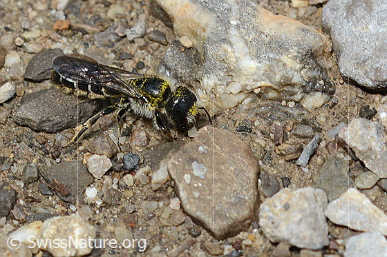 Hahnenfuss-Scherenbiene (Chelostoma florisomne)