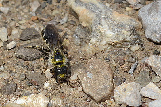 Foto: Hahnenfuss-Scherenbiene (Chelostoma florisomne). Länge 7 - 11mm. Weibchen. Ansicht von vorne.