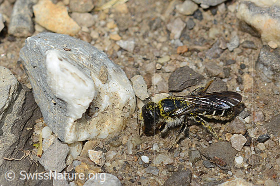 Photo: Chelostoma florisomne. Length 7 - 11mm. Female. View from the side above.