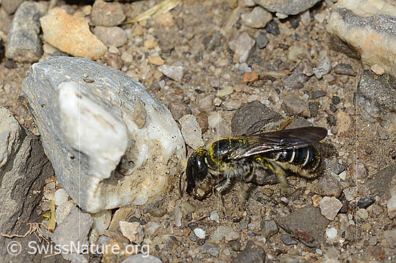 Photo: Chelostoma florisomne. Length 7 - 11mm. Female. View from the side.