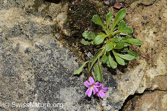 Foto: Leberbalsam (Erinus alpinus). Ganze Pflanze (Habitus).