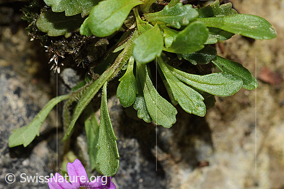 Foto: Leberbalsam (Erinus alpinus). Blätter.