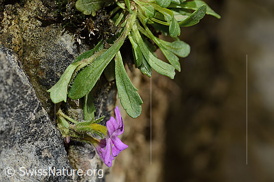 Foto: Leberbalsam (Erinus alpinus). Ganze Pflanze (Habitus).