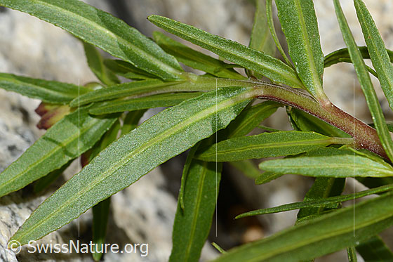 Photo: Epilobium fleischeri. Leaf underside.