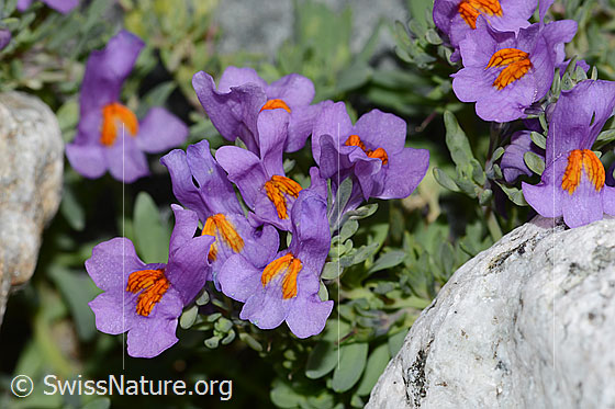 Photo: Linaria alpina. Blossoms.
