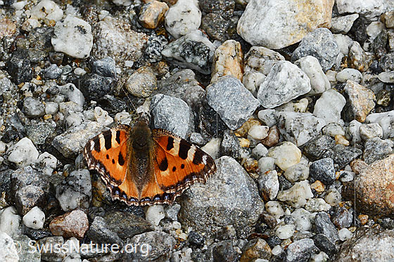 Foto: Kleiner Fuchs (Aglais urticae). Flügel halb geöffnet. Ansicht von oben.