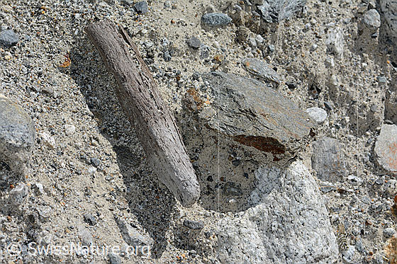 Foto: Holzfund Nr. 3 am Unteraargletscher.