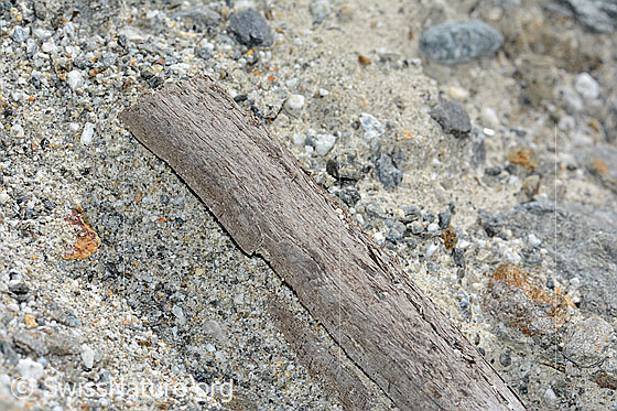 Foto: Holzfund Nr. 3 am Unteraargletscher.