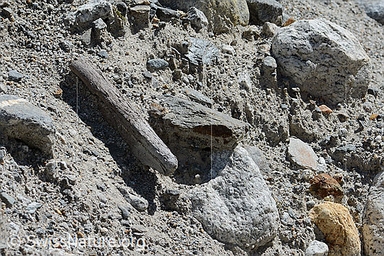 Foto: Holzfund Nr. 3 am Unteraargletscher.
