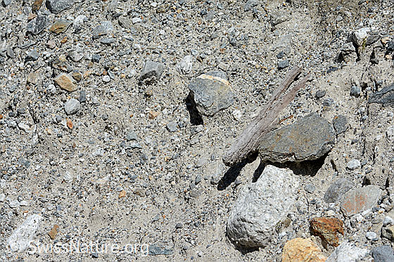 Foto: Holzfund Nr. 3 am Unteraargletscher.