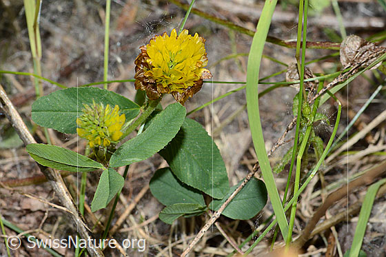 Foto: Braun-Klee (Trifolium badium). Ganze Pflanze (Habitus).