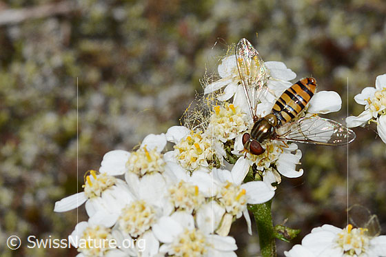 Foto: Hainschwebfliege (Episyrphus balteatus) auf Moschus-Schafgarbe (Achillea erba-rotta). Flügel halb geöffnet. Ansicht von oben.