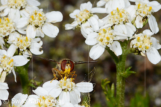 Foto: Hainschwebfliege (Episyrphus balteatus) auf Moschus-Schafgarbe (Achillea erba-rotta). Ansicht von vorne.