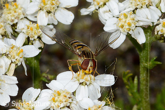 Foto: Hainschwebfliege (Episyrphus balteatus) auf Moschus-Schafgarbe (Achillea erba-rotta). Ansicht von schräg oben.