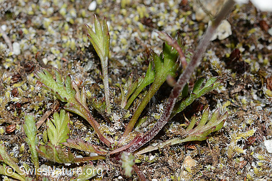 Foto: Gewöhnliche Alpenmargerite (Leucanthemopsis alpina). Blattrosette und Stängel.