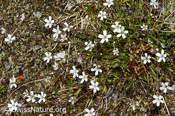 Photo: Silene rupestris. Whole plant (habiti).