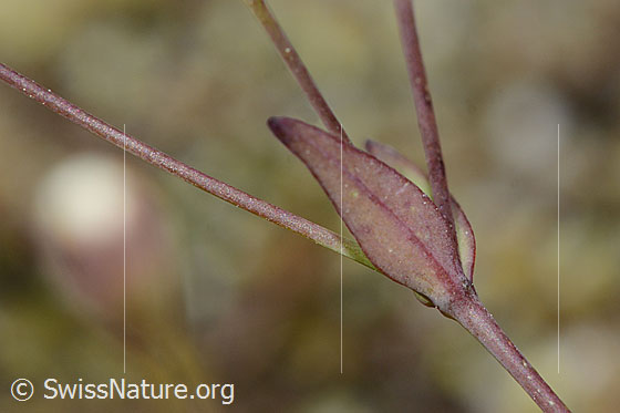 Foto: Felsen-Leimkraut (Silene rupestris). Stängel und Blätter. Wahrscheinlich fast verblüht. Blattunterseite.