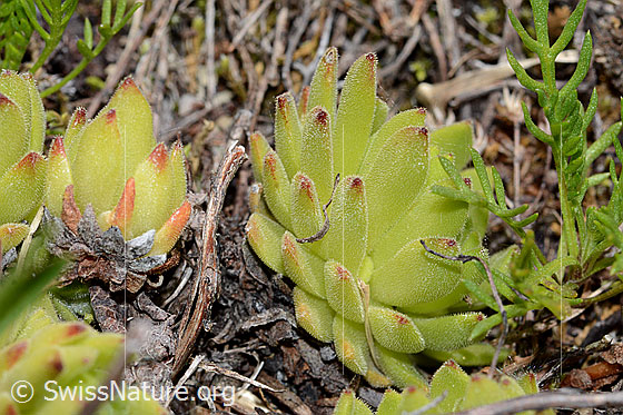 Photo: Sempervivum montanum. Leaf rosette.