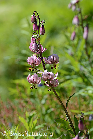 Foto: Türkenbund (Lilium martagon). Ganze Pflanze (Habitus).