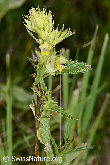 Foto: Schmalblättriger Klappertopf (Rhinanthus glacialis). Fast ganze Pflanze (Habitus).