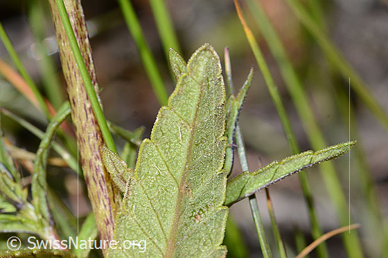Foto: Schmalblättriger Klappertopf (Rhinanthus glacialis). Blatt Unterseite.