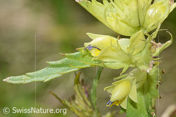 Photo: Rhinanthus glacialis. Blossoms.