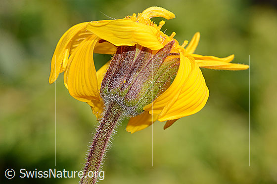 Photo: Arnica montana. Blossom, calyx and stem.