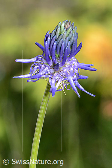 Foto: Wahrscheinlich Betonienblättrige Rapunzel (Phyteuma betonicifolium). Stängel und Blüte.