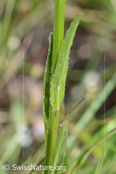 Foto: Wahrscheinlich Betonienblättrige Rapunzel (Phyteuma betonicifolium). Stängel und Stängelblätter.
