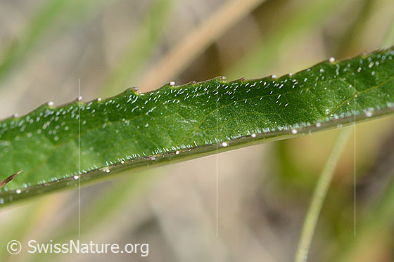 Foto: Wahrscheinlich Betonienblättrige Rapunzel (Phyteuma betonicifolium). Blattoberseite.