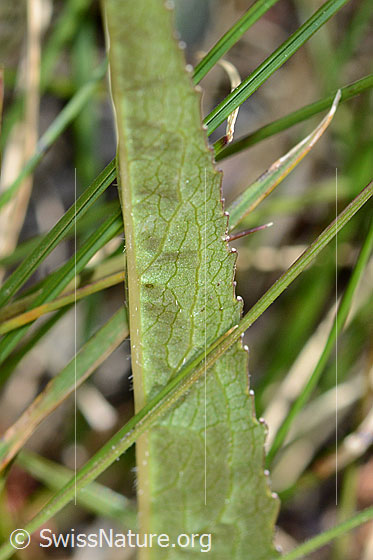 Foto: Wahrscheinlich Betonienblättrige Rapunzel (Phyteuma betonicifolium). Blattunterseite.