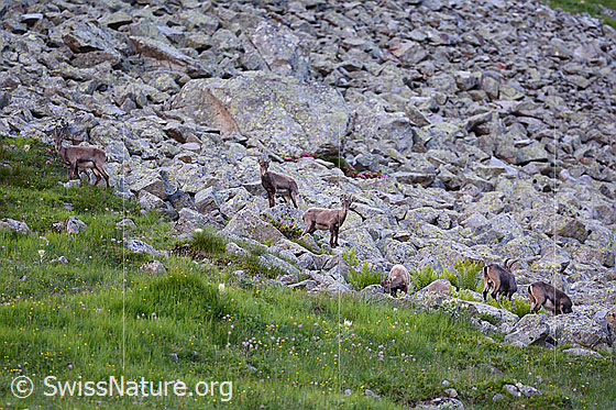 Foto: Alpensteinböcke (Capra ibex) im Rudel auf Blockfeld.
Familie: Bovidae (Hornträger)
Gattung: Capra (Ziegen)