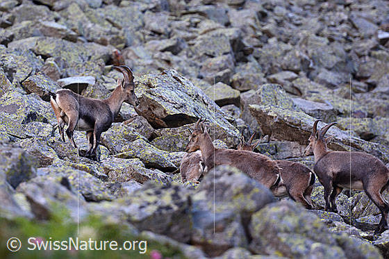 Foto: Alpensteinböcke (Capra ibex) im Rudel auf Blockfeld.
Familie: Bovidae (Hornträger)
Gattung: Capra (Ziegen)