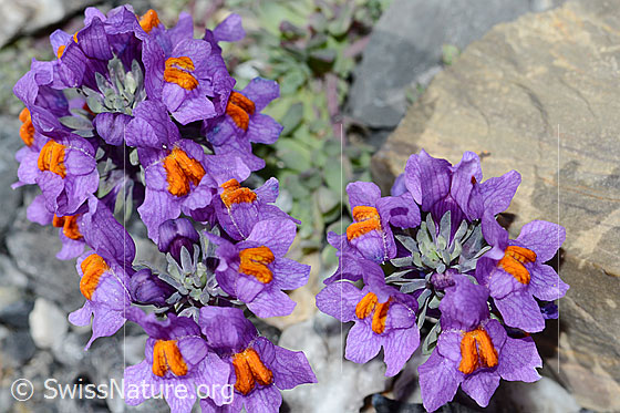 Foto: Alpen-Leinkraut (Linaria alpina). Ganze Pflanze (Habitus)