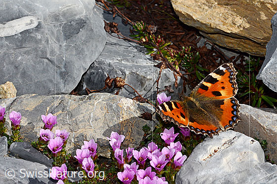Foto: Kleiner Fuchs (Aglais urticae) auf Gegenblättrigem Steinbrech (Saxifraga oppositifolia). Flügel geöffnet. Ansicht von schräg oben.