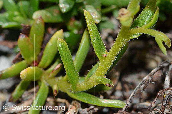 Photo: Saxifraga aizoides. Stem.
