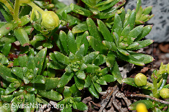 Photo: Saxifraga aizoides. Leaves.