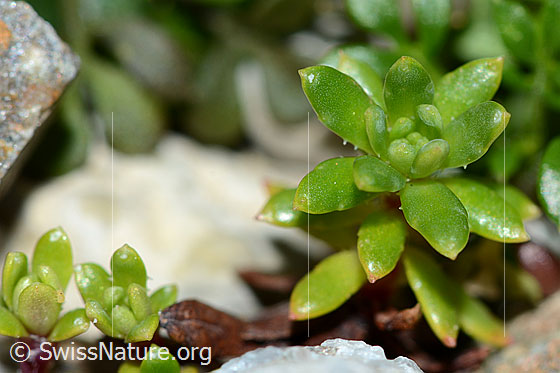 Foto: Bewimperter Steinbrech (Saxifraga aizoides). Blätter.