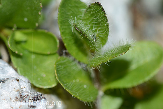 Photo: Veronica alpina. Leaves.