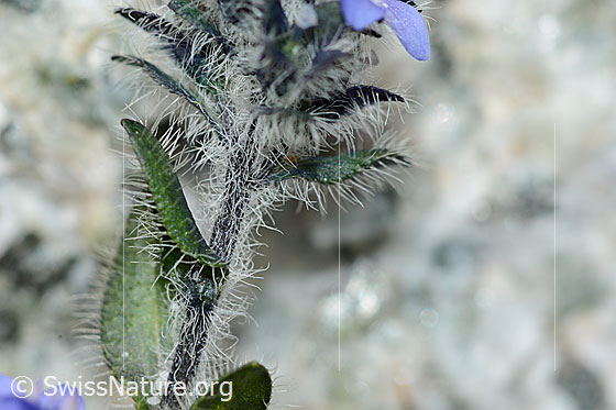 Photo: Veronica alpina. Stem and leaves.