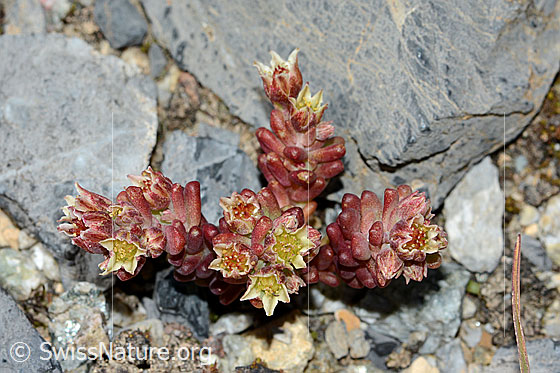 Photo: Sedum atratum. Whole plant (habiti). View from above.