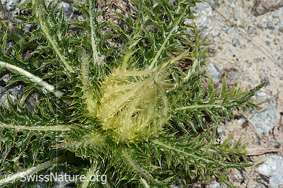 Foto: Alpen-Kratzdistel (Cirsium spinosissimum). Blüte geschlossen.